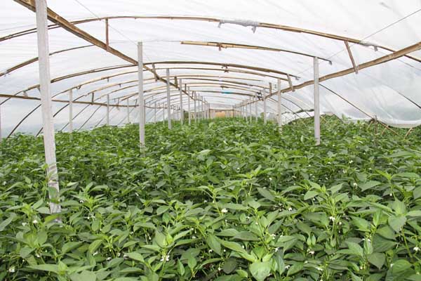 天水镇咀头村蔬菜生产基地