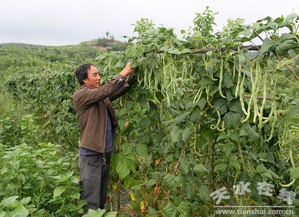 清水县2011年特色工作之一:架豆王丰收 助农增收(图)