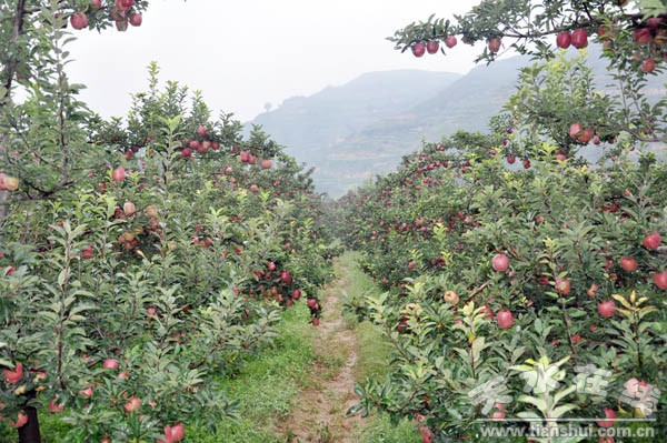 董家坪苹果基地(1).JPG