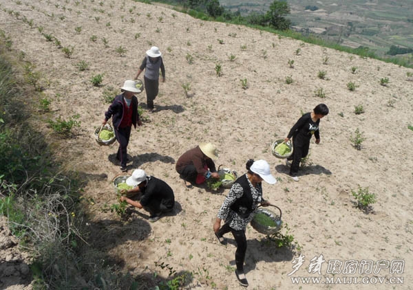 麦积区石佛镇gdp_麦积区宣传部主办 红色文艺轻骑兵 走进麦积区石佛镇