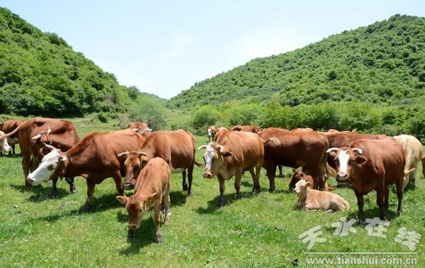 宁夏彭阳县快速发展肉牛产业的主要措施