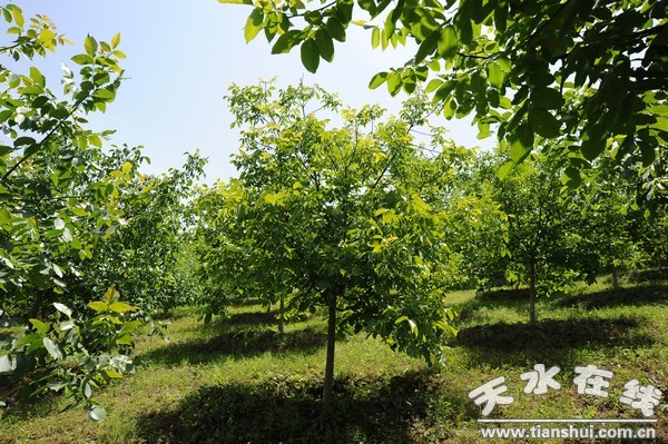 西灵山3.3万亩优质核桃示范基地一角.jpg