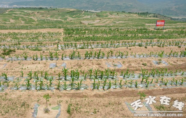 西灵山3.3万亩优质核桃示范基地莲花山示范点.jpg