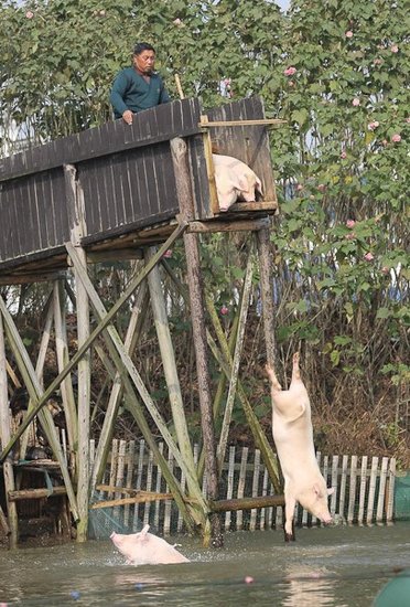 村民赶猪跳水称提高猪肉品质 价钱可涨三倍(图)