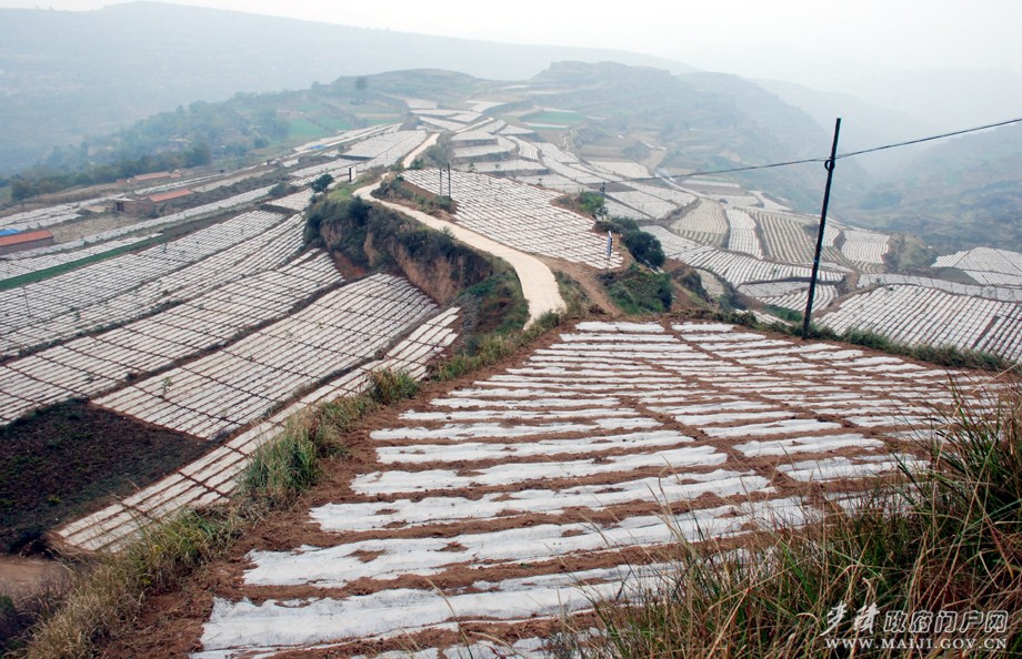 五龙乡汪家山秋覆膜点