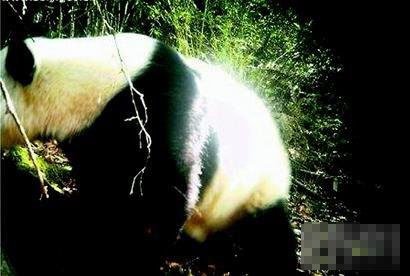 四川黄龙30年来首次拍摄到野生大熊猫(图)
