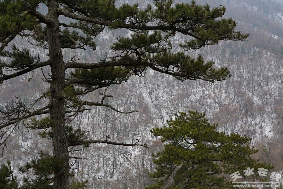 天水在线2014年第七号行动:登石门赏雪景(组图