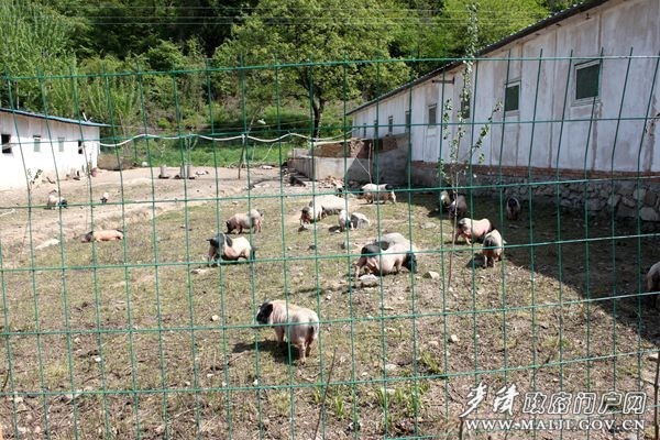 巴马香猪繁育基地 巴马香猪繁育基地