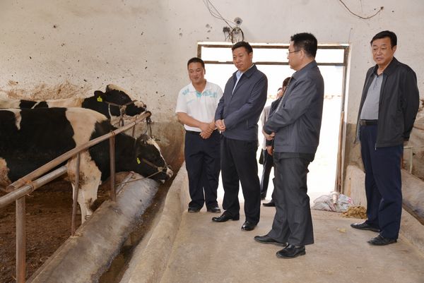 清水县长马越垠检查指导畜牧产业发展情况(图-天水在线