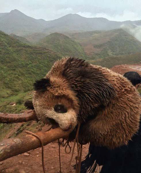 四川昭觉首次发现大熊猫 村民冒雨保护(图)