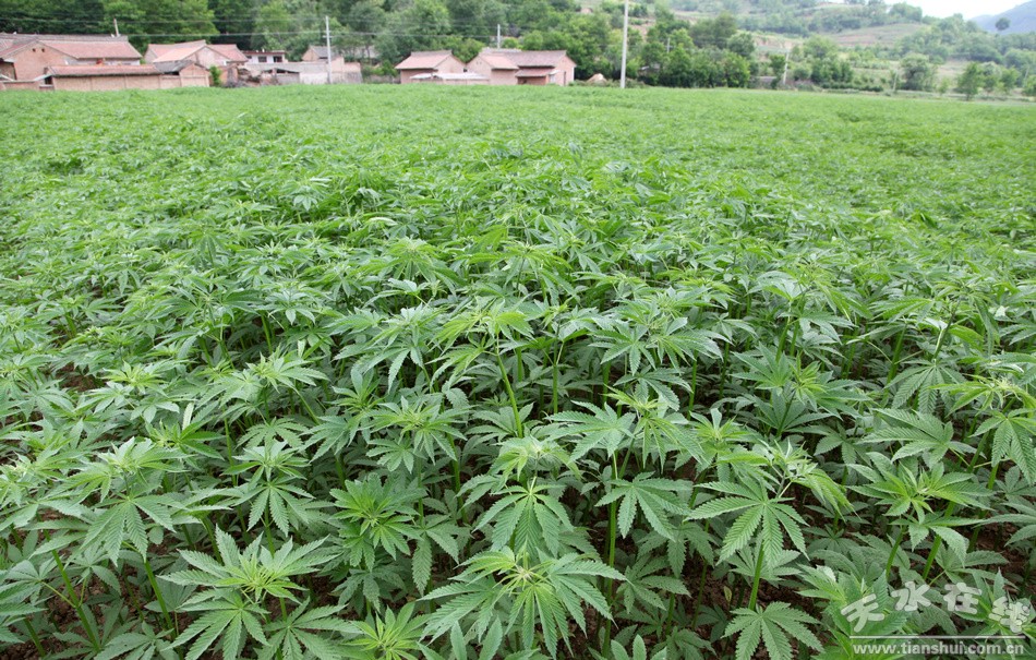 清水县秦亭镇8500亩大麻长势良好(组图-天水在线