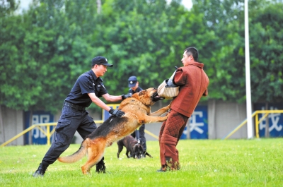 警犬训练中强化扑咬对抗。京华时报记者赵思衡摄