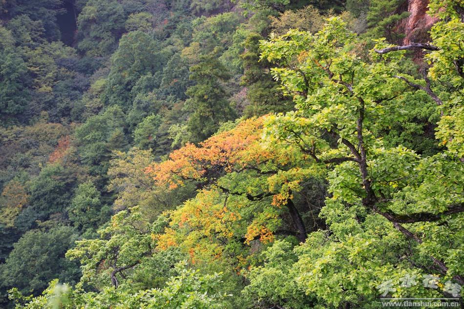 天水在线走进武山县老君山森林公园摄影采风(图)