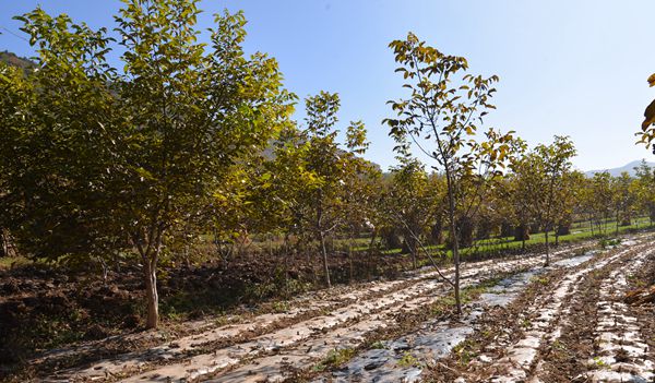 DSC_1040_副本.jpg