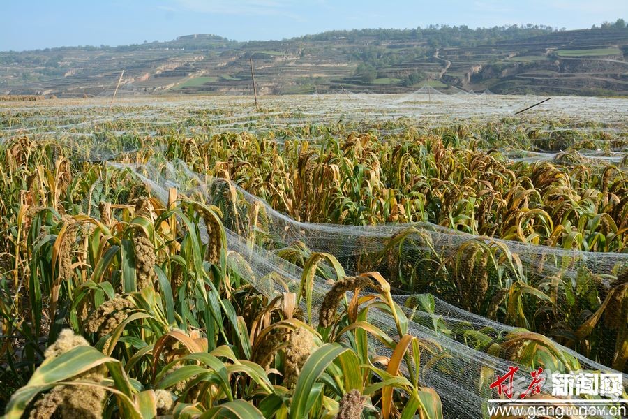 甘谷GDP_大唐甘谷发电厂(2)