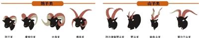 媒体趣解羊文化:绵羊“真善美”山羊“恶淫丑”