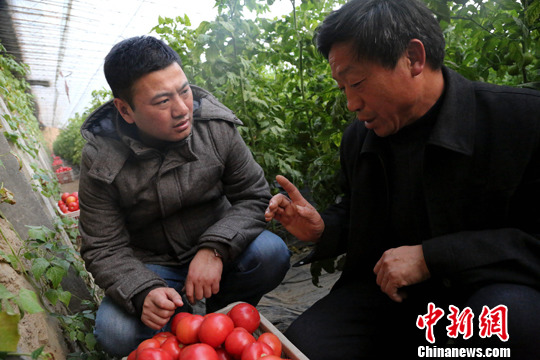 德州德强农场场主冯树强同暖棚负责人在交流暖棚西红柿的收成和交易情况。梁犇 摄