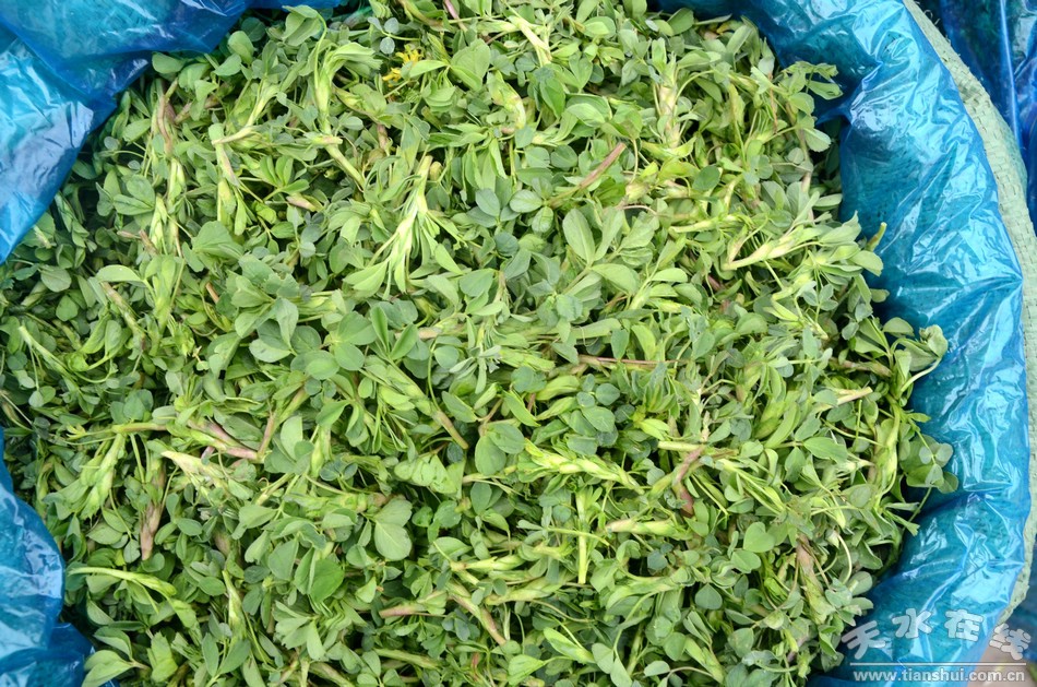 (苜蓿)(地软)(斜蒿)(小蒜)(蒲公英)(芨芨菜)(野菜上市)