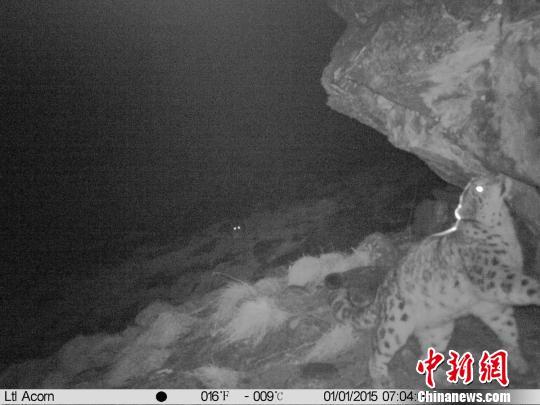 四川卧龙利用野外红外相机拍到雪豹母子影像资料