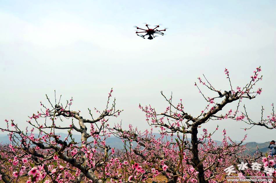 天水在线航拍"中国美丽田园 秦安何湾桃花景观(图)