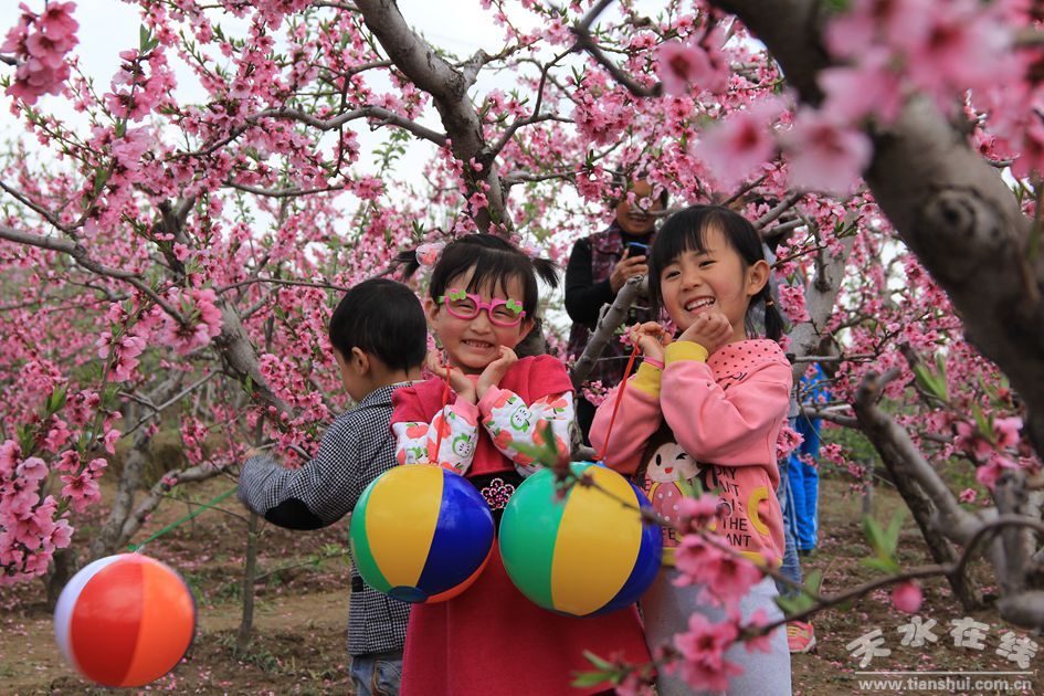 天水在线走进秦安何湾桃花景观摄影采风(图