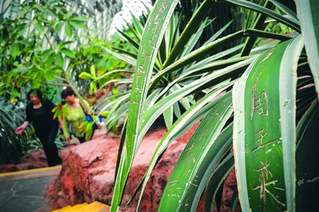 辰山植物园沙生馆内植物叶子被游客刻字让人心痛 /晨报记者 肖允