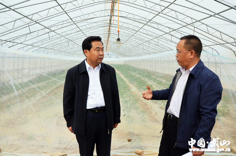 武山县委书记索鸿宾调研指导蔬菜产业发展情况