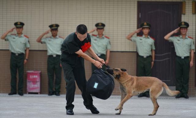 重庆武警老兵退伍 警犬不舍死咬行李不放(组图)