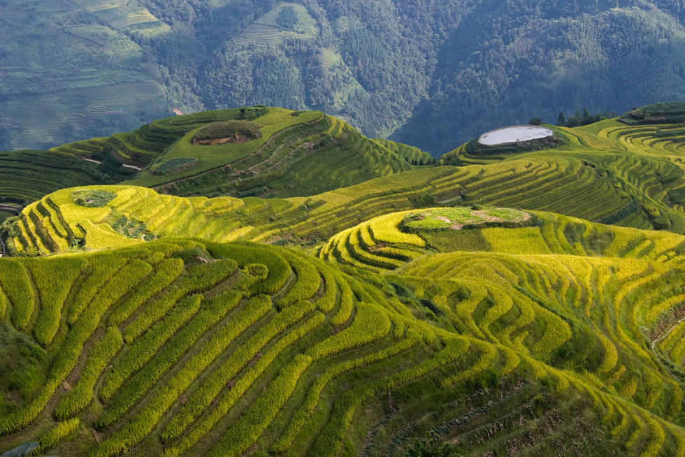 广西省龙胜县的梯田风景,在南方山地,当地为了利用耕地,有