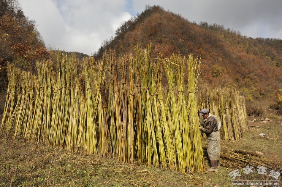 【集中攻坚】清水:大麻种植助农走上富民之路(图)