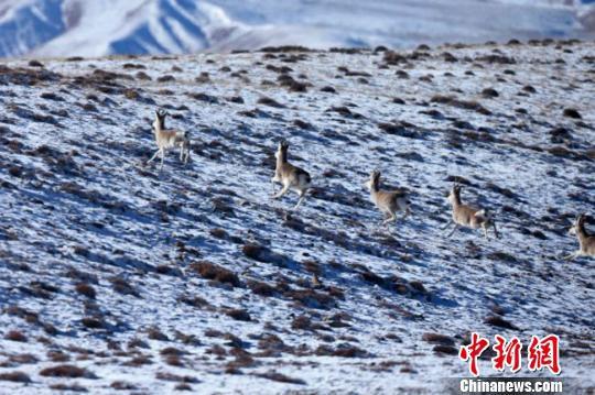 ɽطִȺҰ¿Ͳԭ(ͼ)