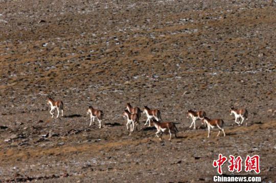 甘肃祁连山腹地发现大种群西藏野驴和藏原羚(图)