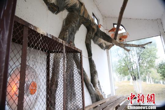 寒潮侵袭南昌动物开启“暖冬模式”(图)