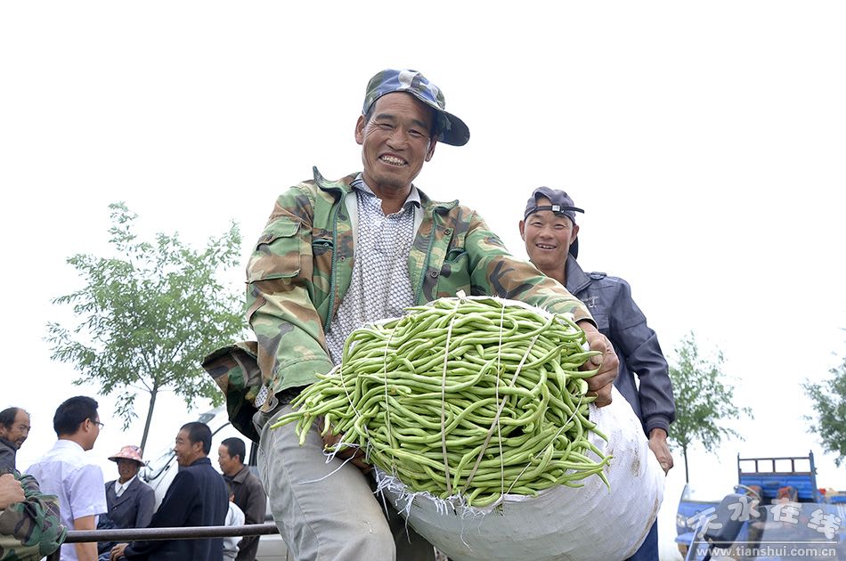 天水在线关注：武山小豆角 托起脱贫致富小康梦(图)