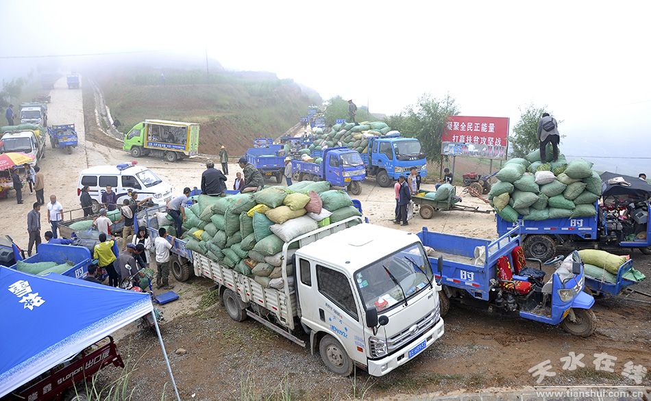 天水在线关注：武山小豆角 托起脱贫致富小康梦(图)