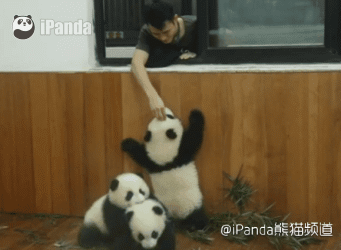 葵花点穴手!(不要问我另外两只熊在干嘛……)