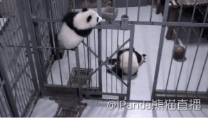 哈哈哈马上就粗去啦!(再一次,不要问我另外两只在干嘛……)