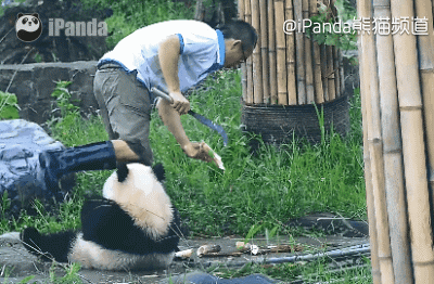 如果你好奇它为什么叫蔓越莓,看了这张图你就懂了: