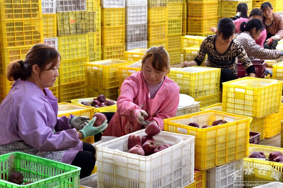 全国农产品产地初加工考察团一行在天水考察(