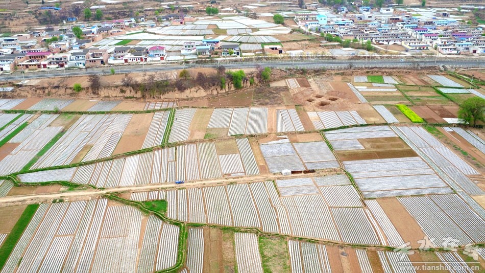 (天水在线航拍甘谷县新兴镇地膜马铃薯种植基地)