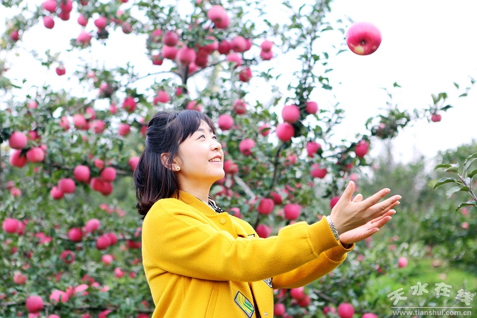 天水在线摄影报道|秦州区皂郊镇的富士苹果红