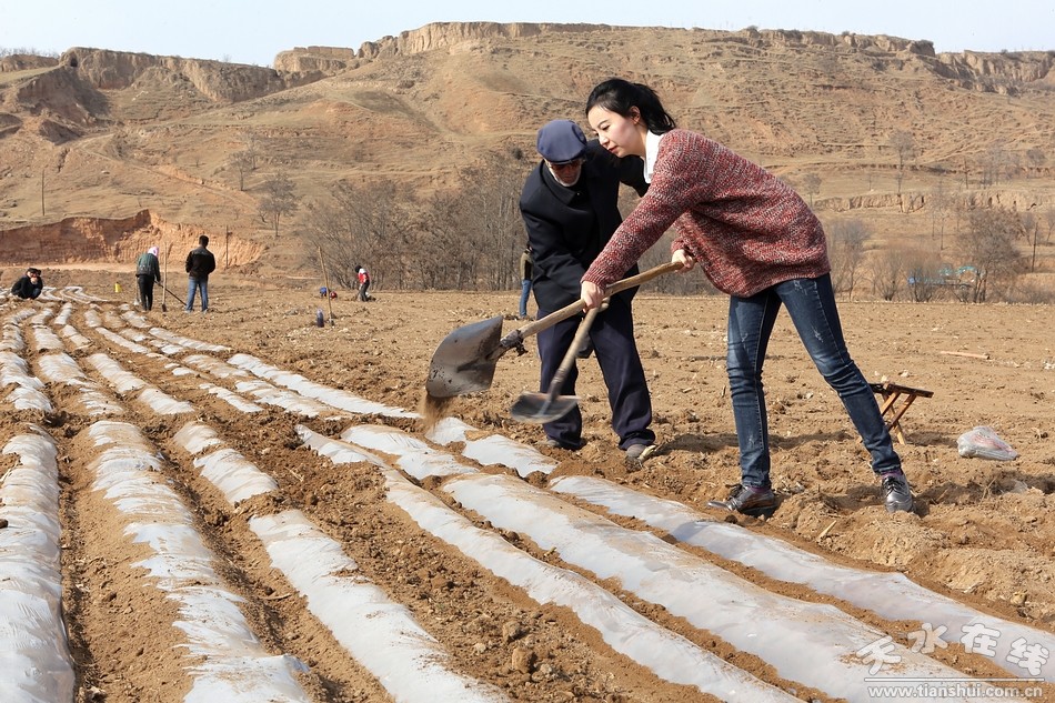 天水在线走进张家川县龙山镇春耕现场(组图)--天水在线