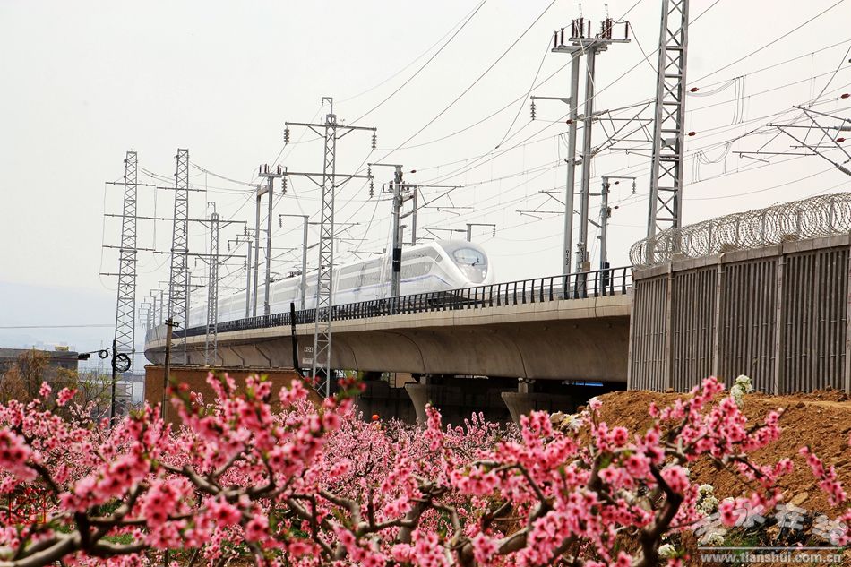 (秦安百里桃花花开成海游人如织 天水在线摄于4月16日) 天水在线4月18日报道 天水市秦安县自古以来就是瓜果之乡,北宋时期就有城北十里桃花川之说,这里属陇中温带半湿润气候,是中国北方落叶果树最适栽培的黄金纬度区之一。冬无严寒,夏无酷暑,四季分明,土层深厚、光照充足、热量丰富、昼夜温差大、农作物生长期较长等特点,因此,秦安县这块宝地非常适合各种果树的栽培和生长。 (秦安百里桃花花开已成海 天水在线摄于4月16日) 人间四月天,万物已复苏,漫山遍野百花齐放,争相斗艳。4月14日至4月17日