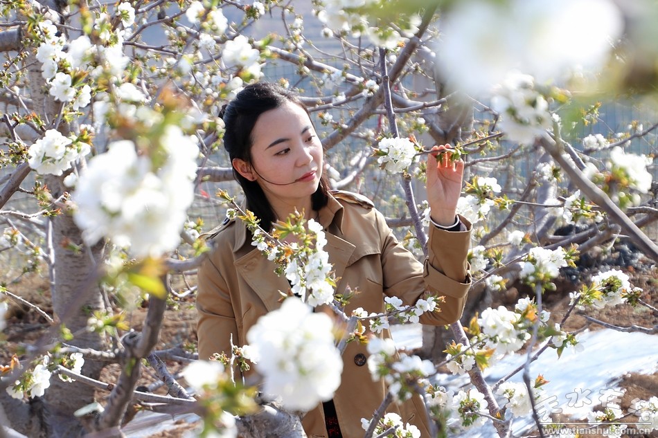 天水在线摄影报道:烟铺樱桃花开朵朵 美不胜收