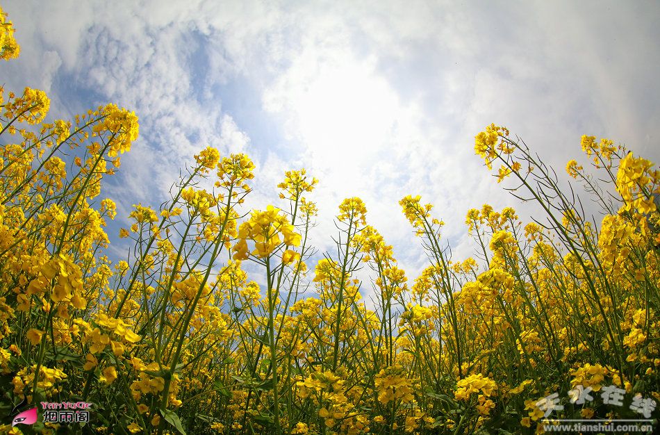 天水在线摄影报道:我在武山等你看油菜花海(图