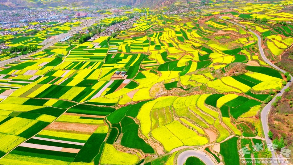 天水在线航拍武山县滩歌大地油菜花田,美翻了(图)