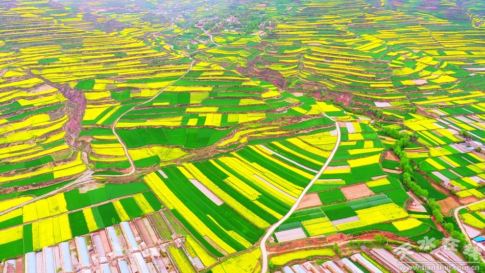 天水在线航拍武山县滩歌大地油菜花田,美翻了(图)