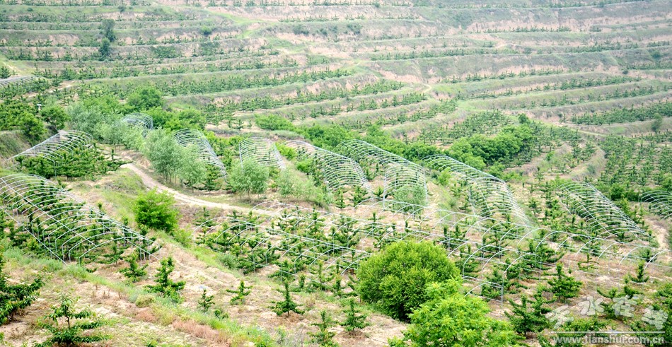 天水在线聚焦秀金山现代农业综合开发示范园区(图)--天水在线