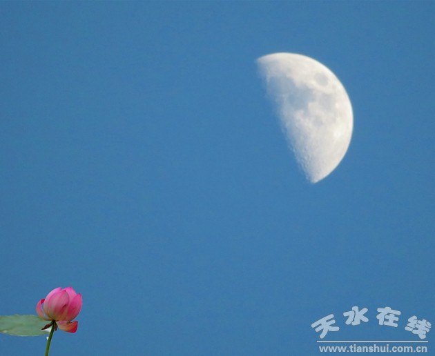 照片:天河广场的荷花望月.jpg