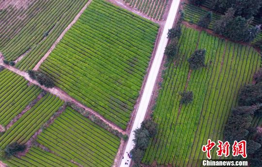 在江西浮梁县新佳茶场,数千亩的茶园,完全“隐藏”在一片山丘之中,而且茶中有树,树中有茶 刘占昆 摄